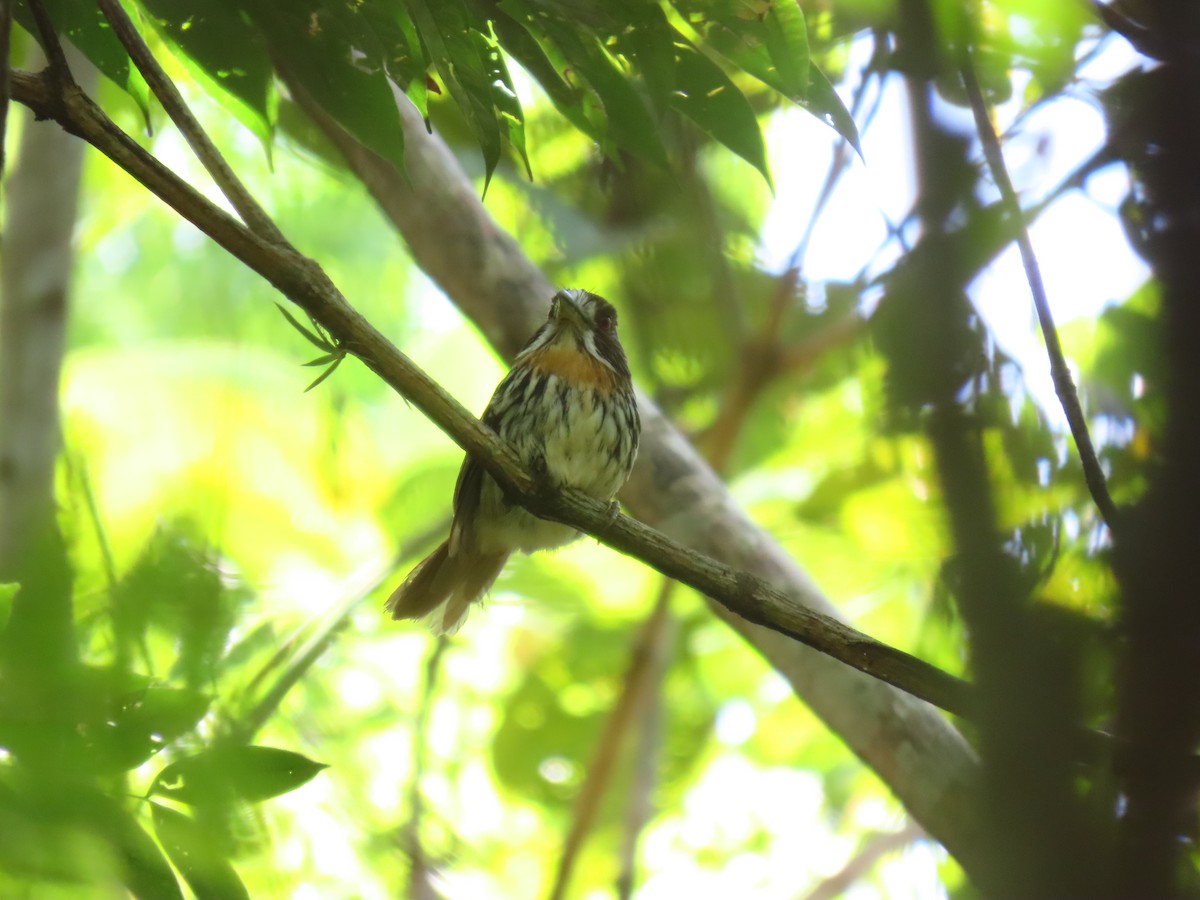 White-whiskered Puffbird - ML618079742