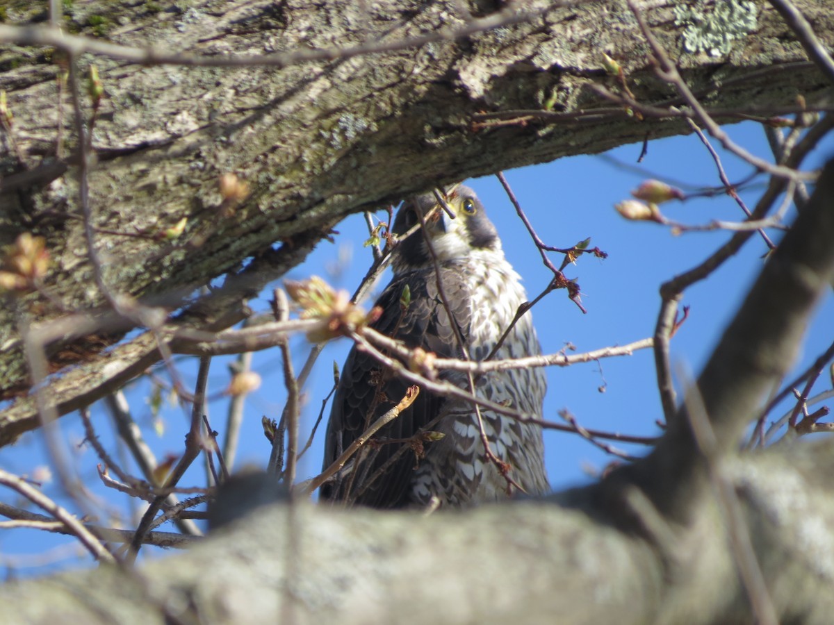 Peregrine Falcon - Chris Floyd