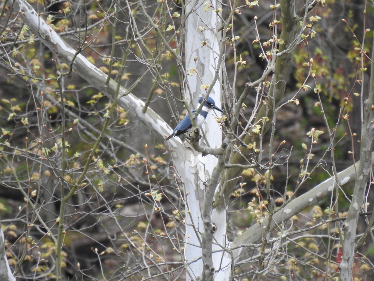 Belted Kingfisher - Sean Mueseler