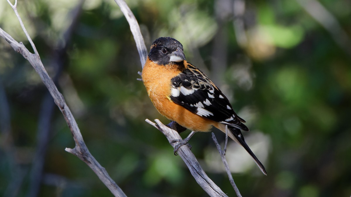 Black-headed Grosbeak - Bob Scheidt