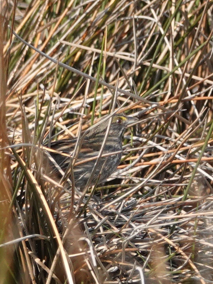 Seaside Sparrow - ML618079779