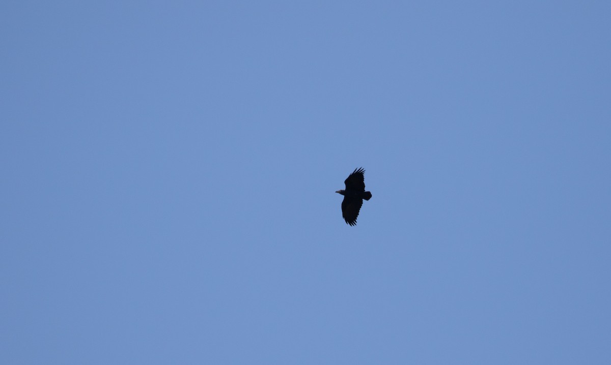 Fan-tailed Raven - simon walkley