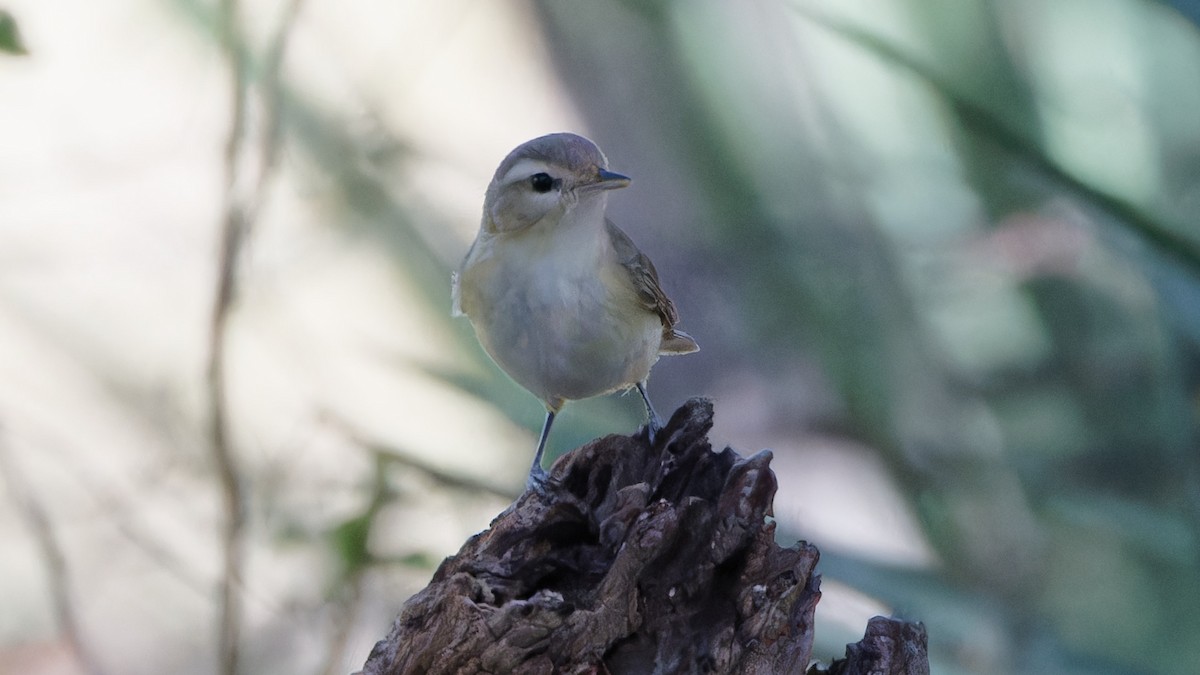 Warbling Vireo - ML618079815