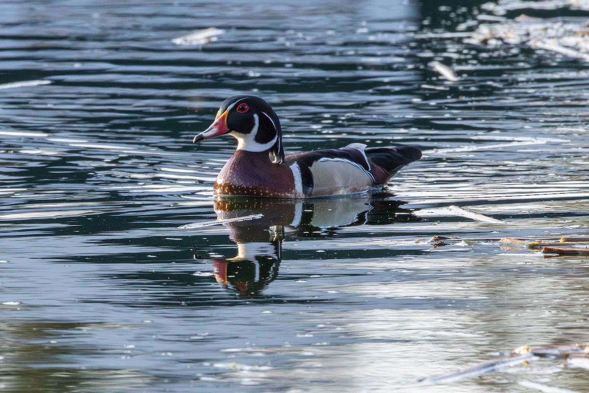 Wood Duck - Edward  Muennich