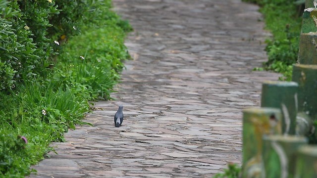 Black-winged Cuckooshrike - ML618079859