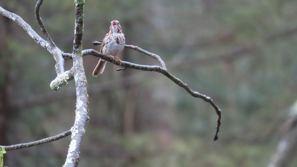 Song Sparrow - ML618079876