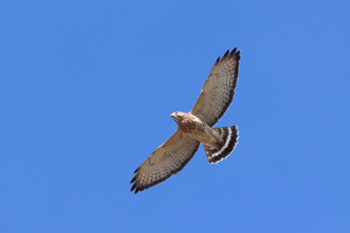 Broad-winged Hawk - Ethan Brown