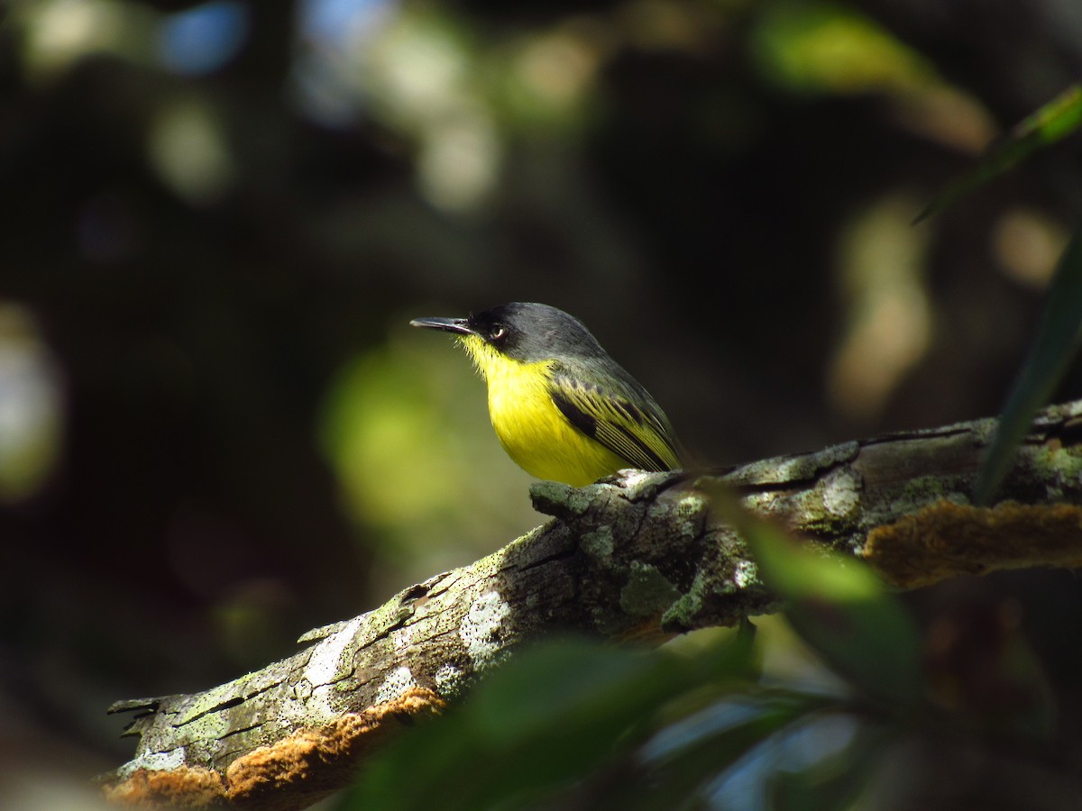 Common Tody-Flycatcher - ML618079922