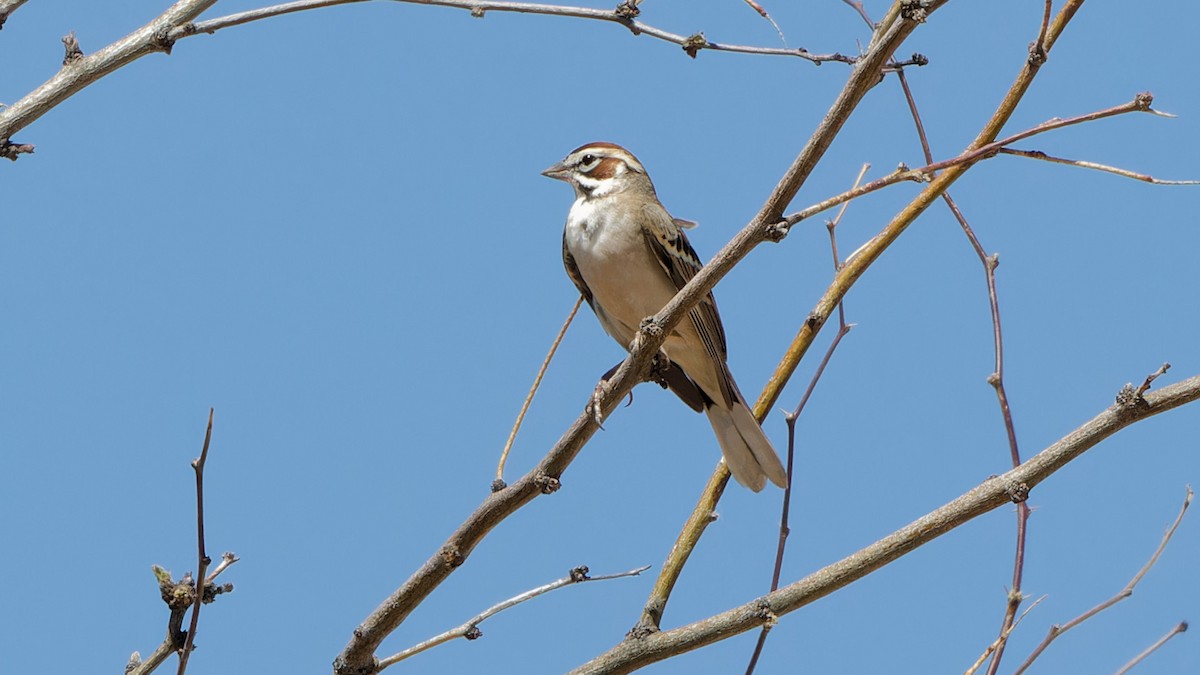 Lark Sparrow - Bob Scheidt