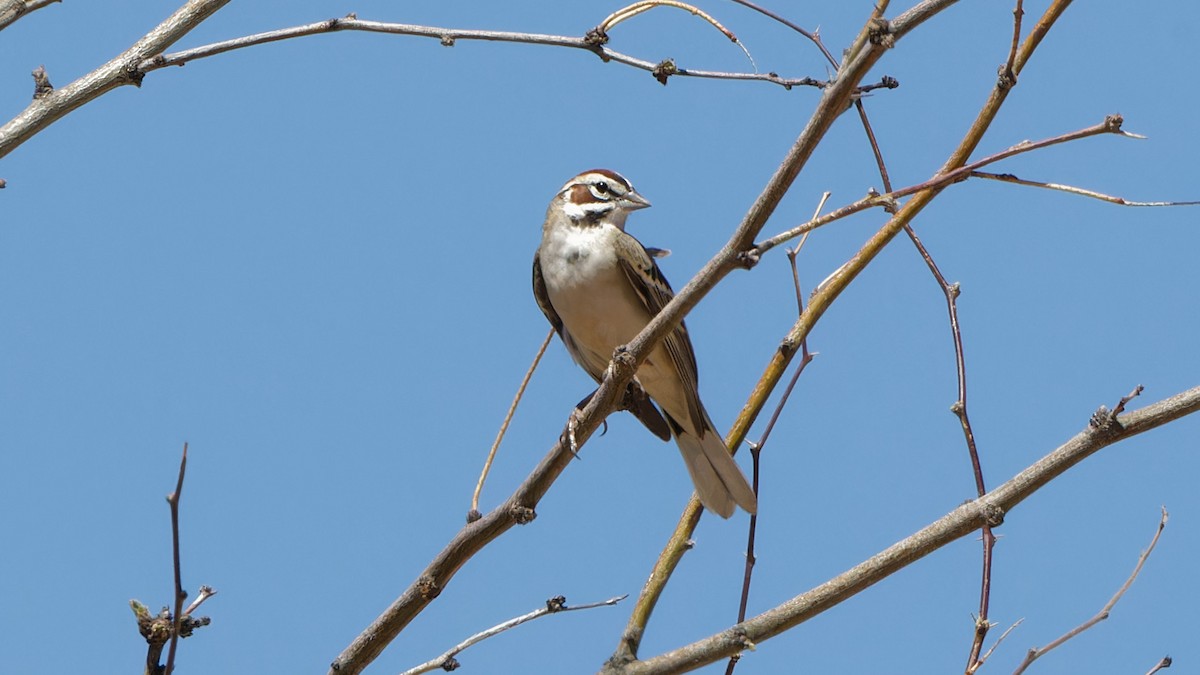 Lark Sparrow - Bob Scheidt