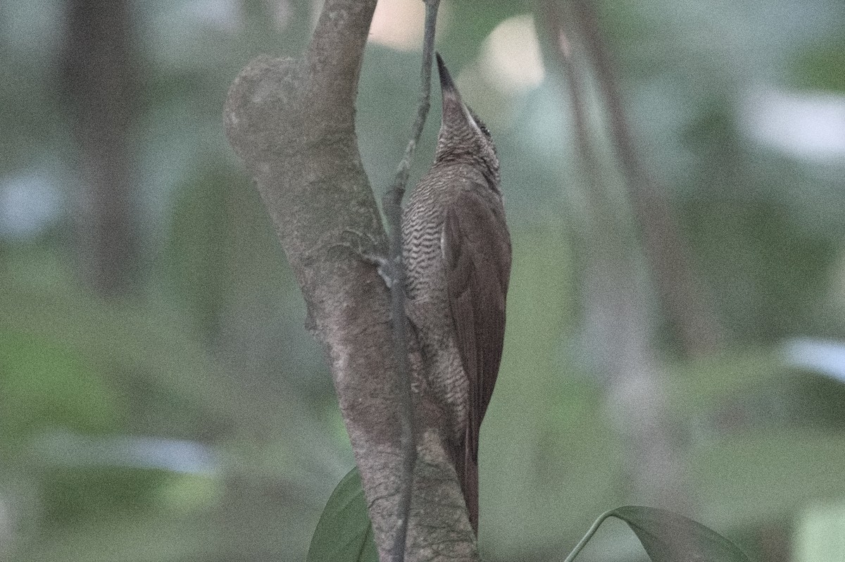 Northern Barred-Woodcreeper - ML618079941