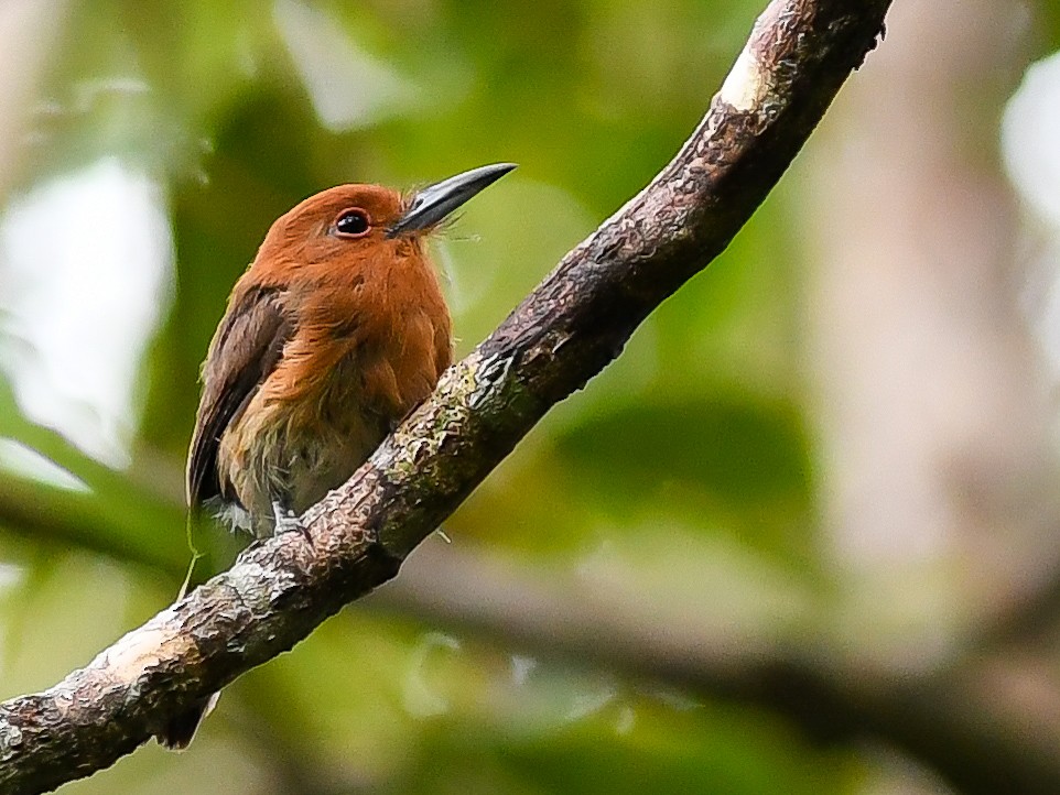 Chestnut-headed Nunlet - ML618079950