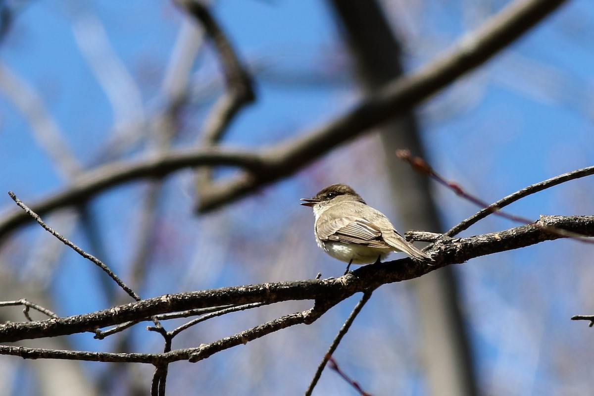 Eastern Phoebe - ML618079954