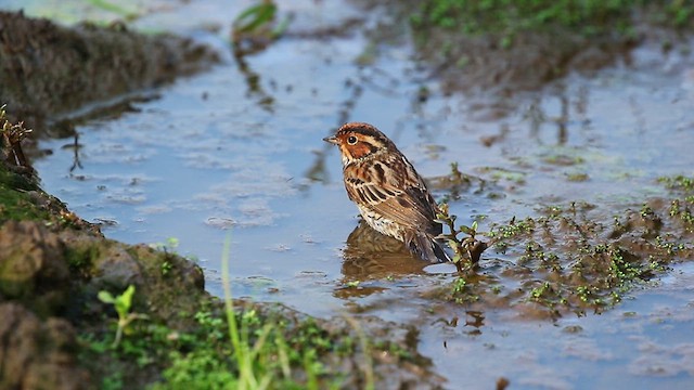 Little Bunting - ML618079978