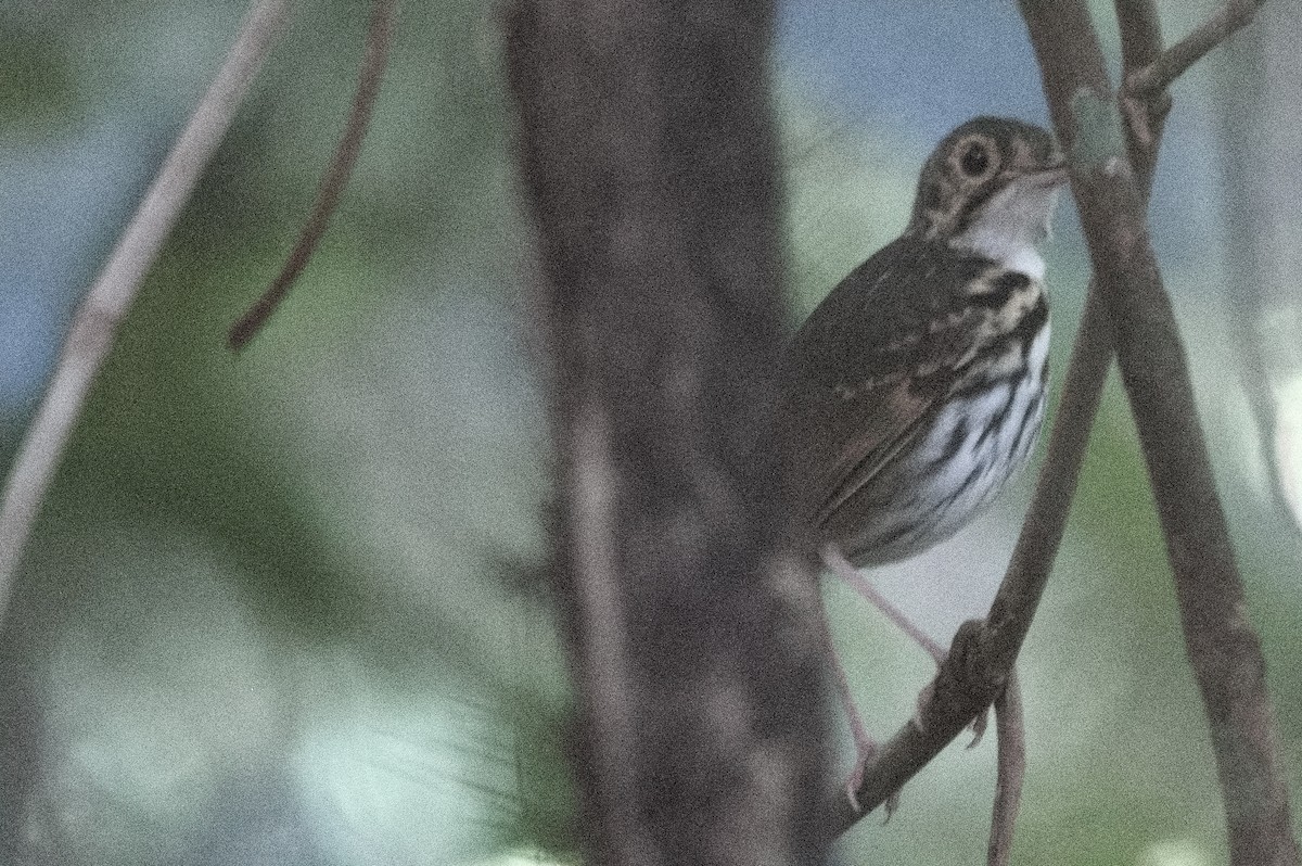 Streak-chested Antpitta - Kevin Thompson