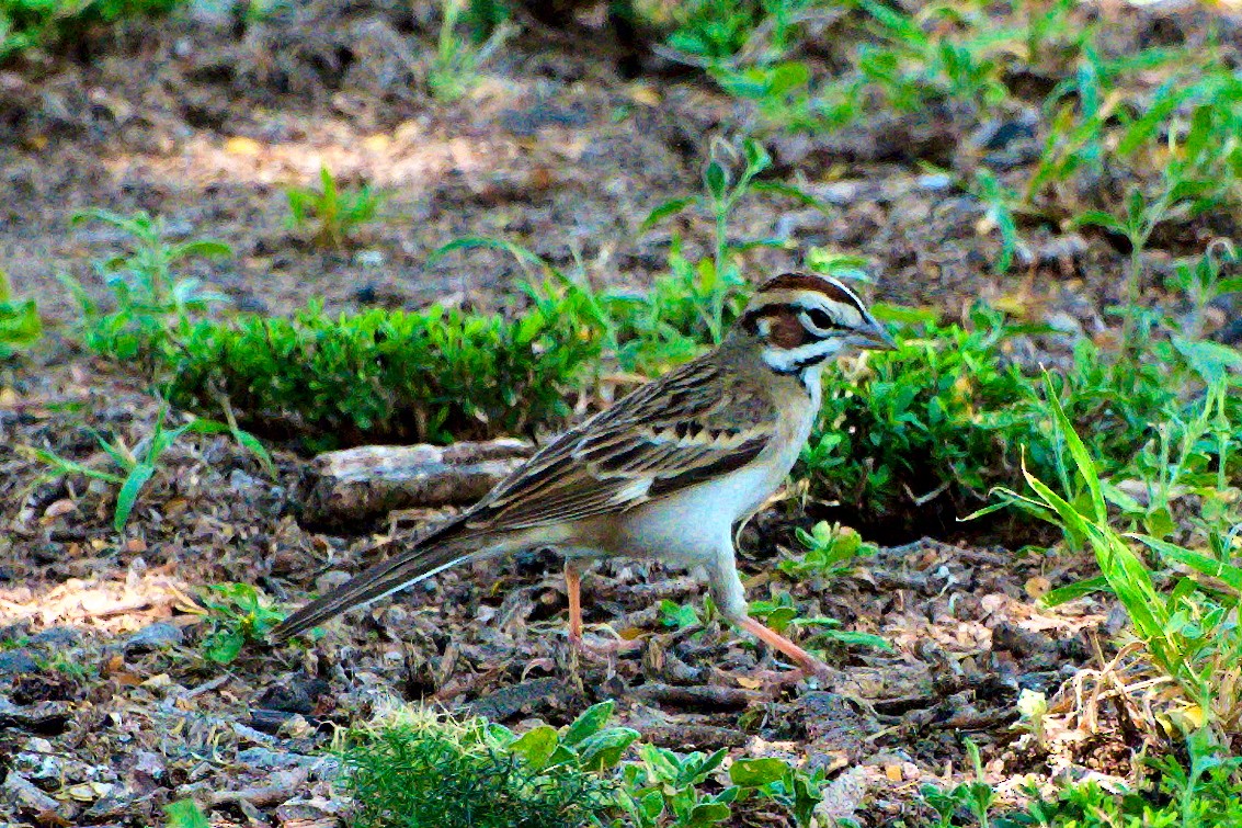 Lark Sparrow - Bob Williams