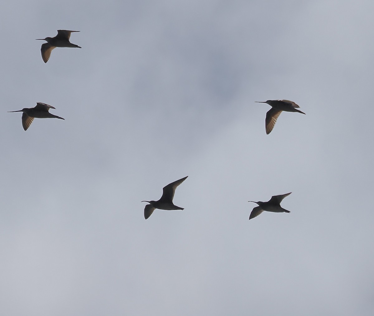 Whimbrel - Randy Pinkston