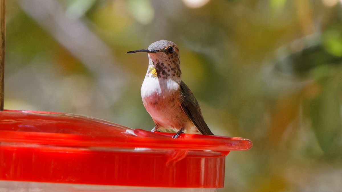 Rufous Hummingbird - ML618080017