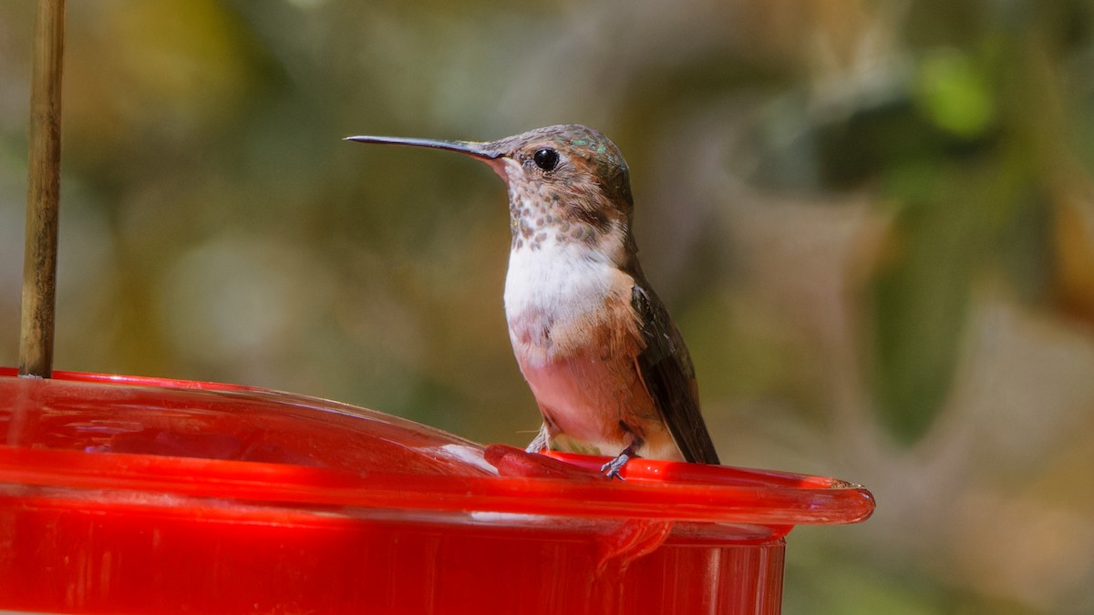 Rufous Hummingbird - ML618080019