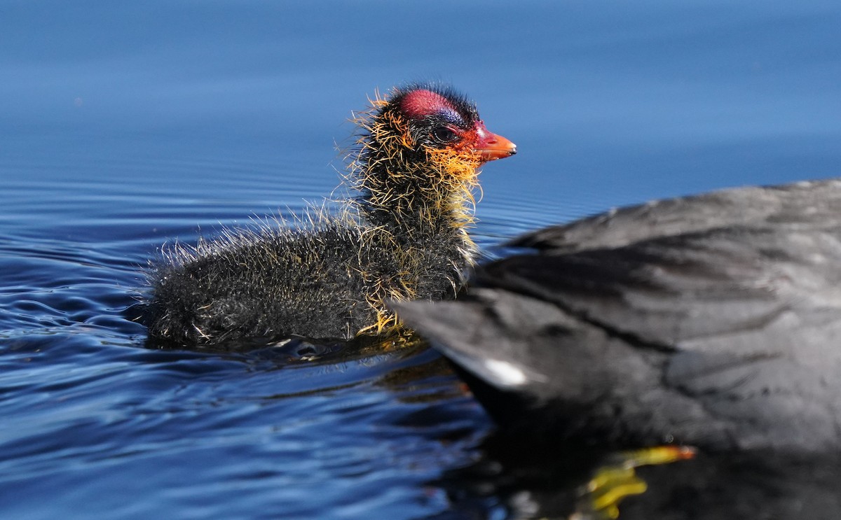 American Coot - Richard Block