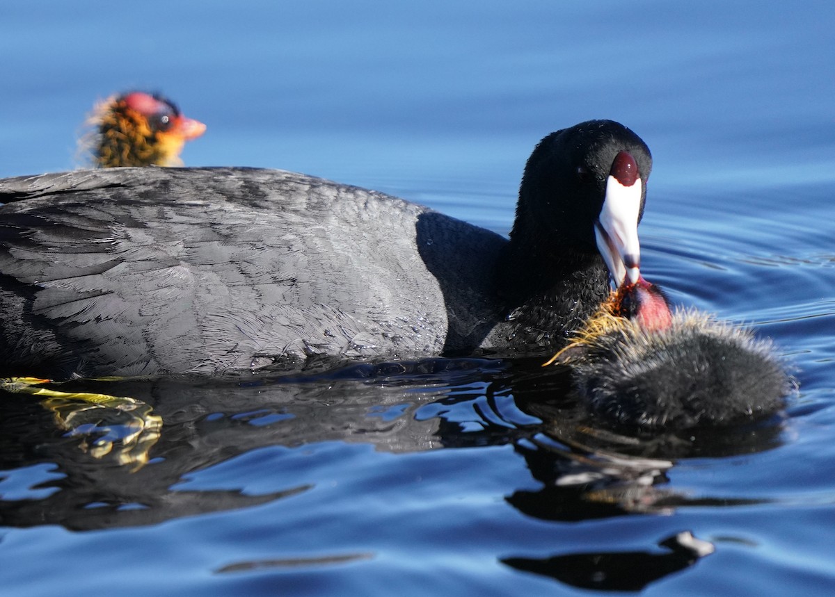 American Coot - Richard Block