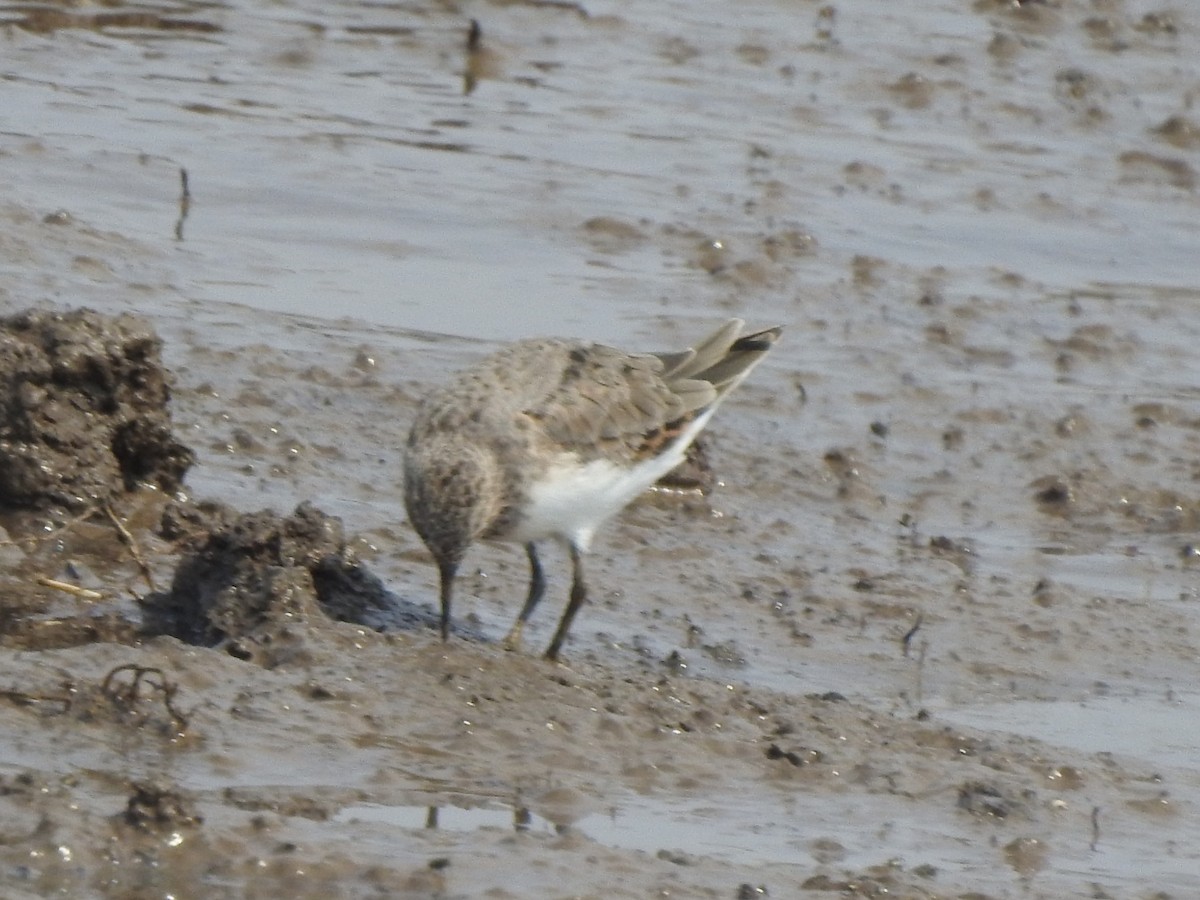 Temminck's Stint - Hemraj Patil