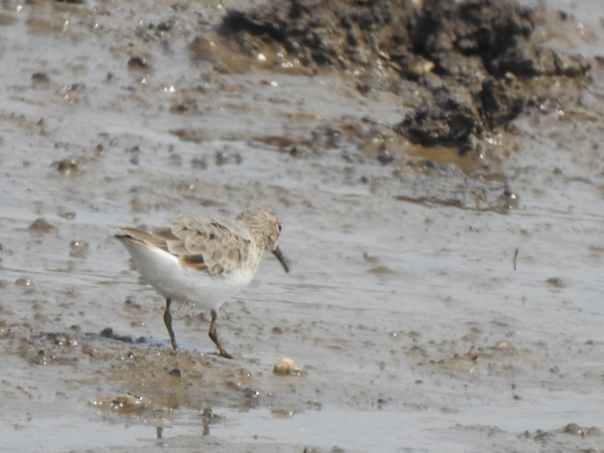 Temminck's Stint - ML618080027