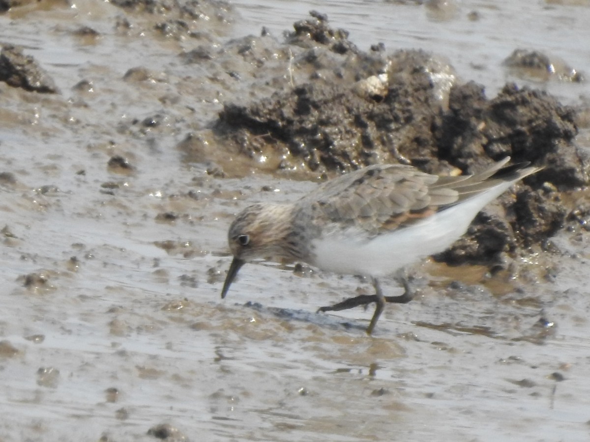 Temminck's Stint - ML618080029