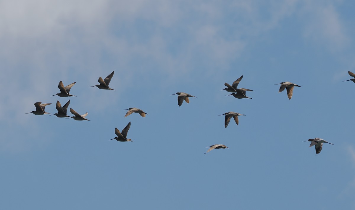 Marbled Godwit - ML618080035