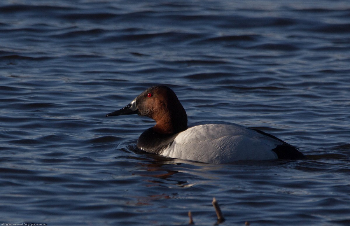 Canvasback - ML618080043