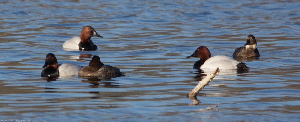 Canvasback - Carol Sparkes