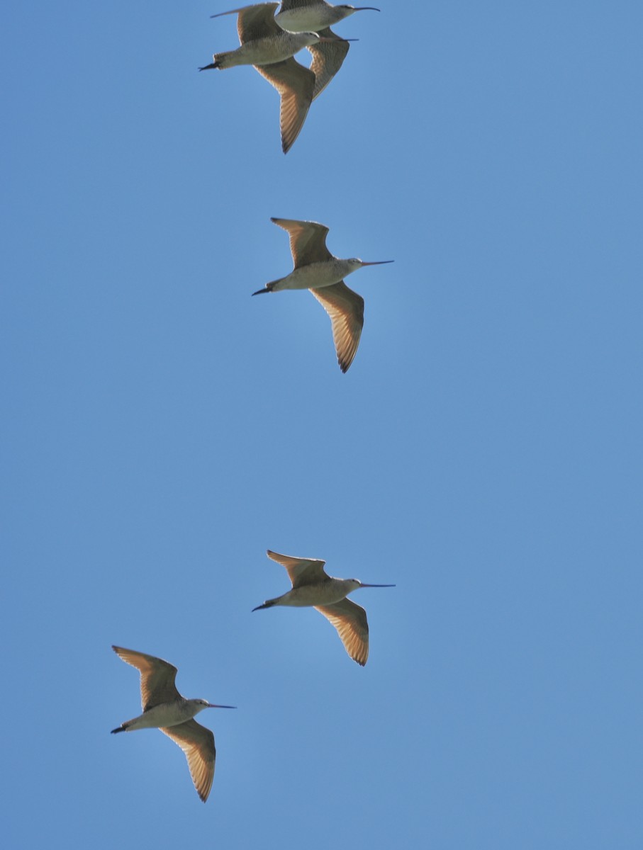 Marbled Godwit - ML618080045