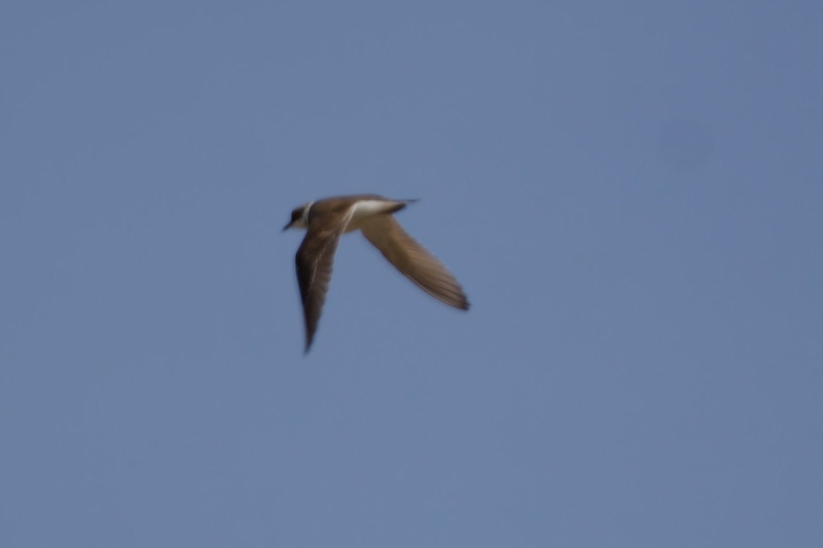 Little Ringed Plover - Jeffrey Leguit