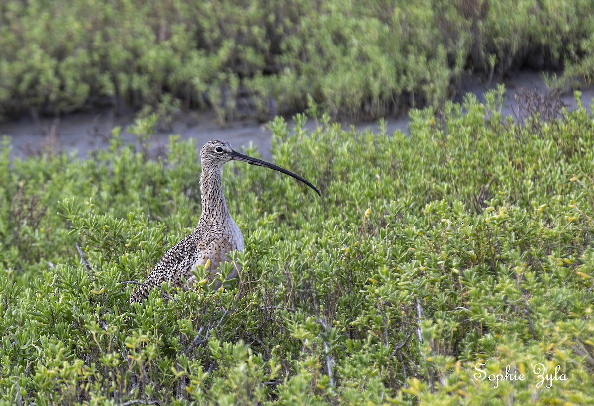 Long-billed Curlew - Anonymous