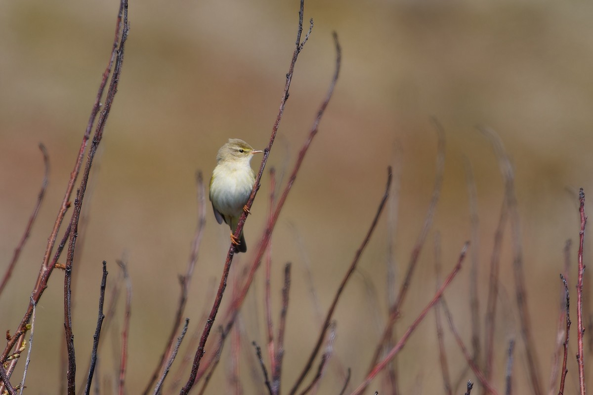 Willow Warbler - ML618080056