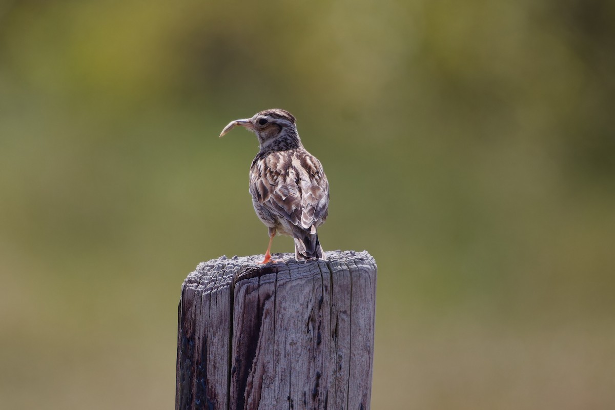 Wood Lark - Jeffrey Leguit