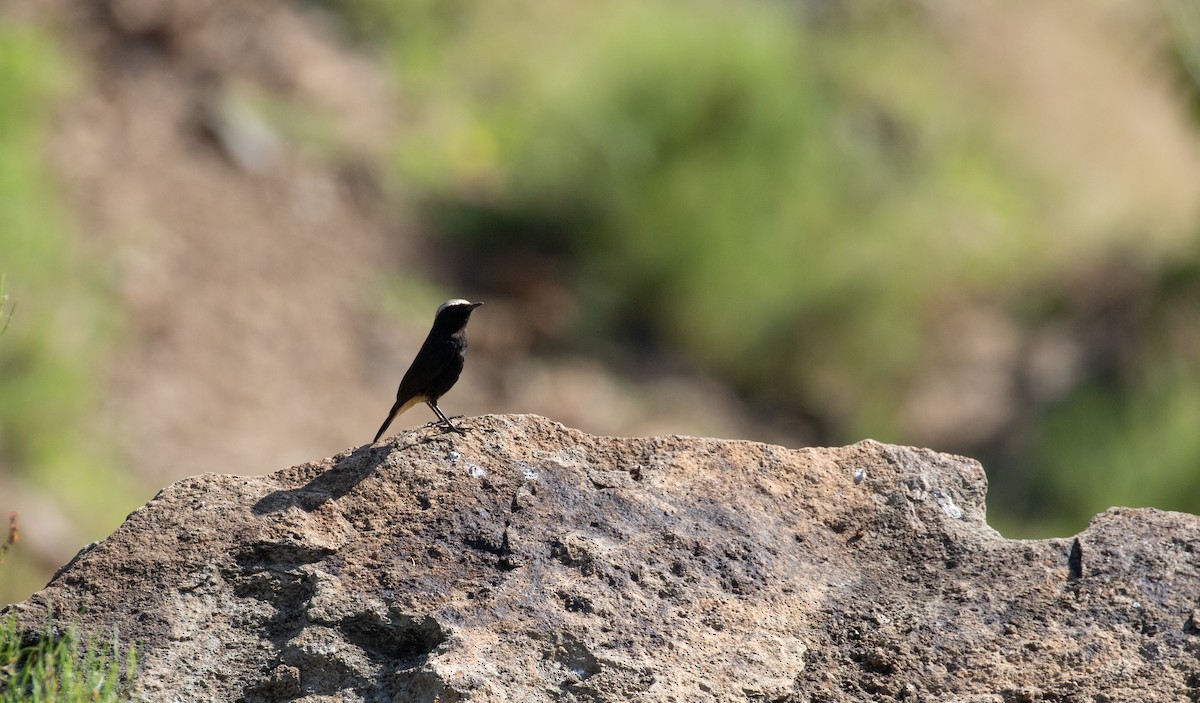 Abyssinian Wheatear - ML618080065