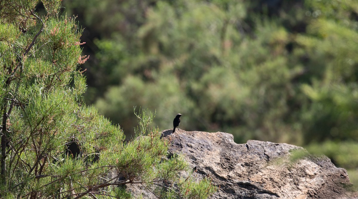 Abyssinian Wheatear - ML618080069