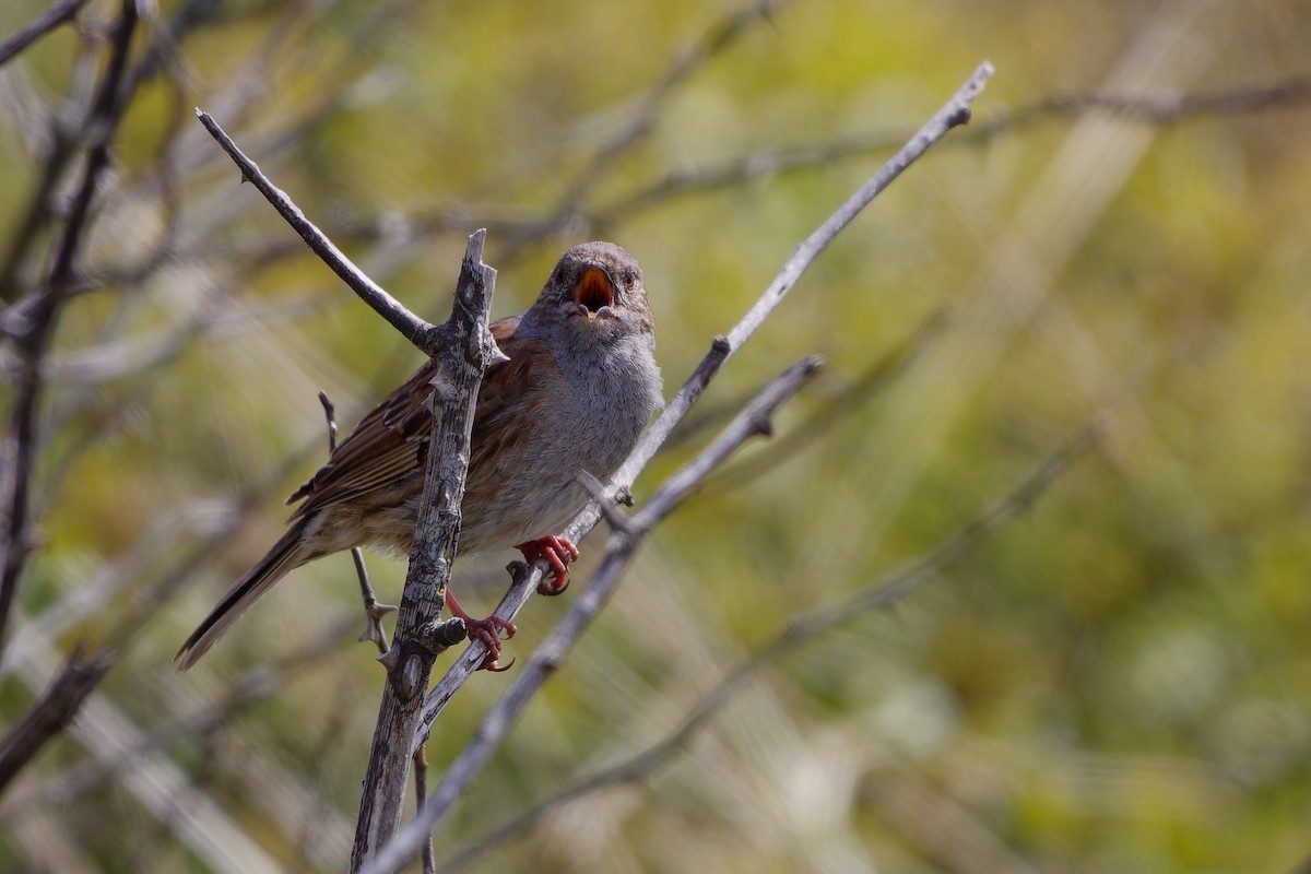 Dunnock - Jeffrey Leguit