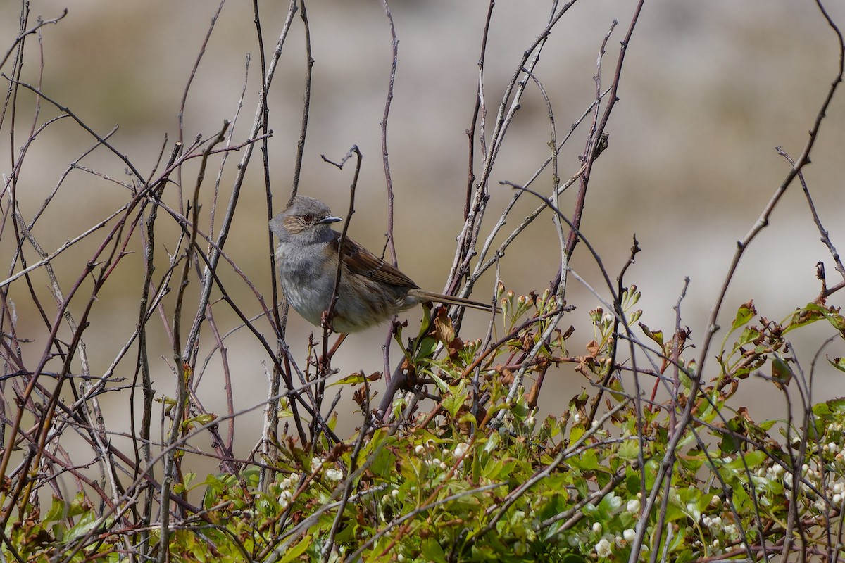 Dunnock - ML618080074