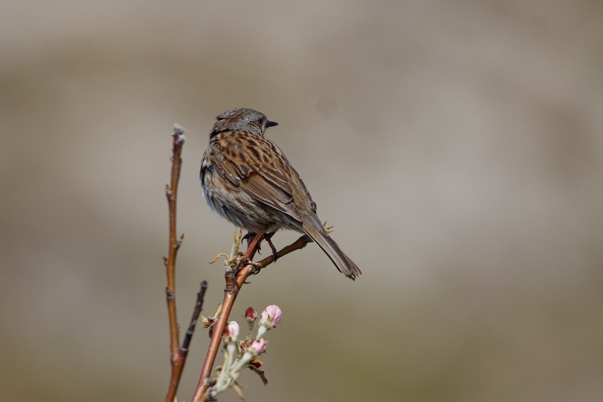 Dunnock - ML618080080