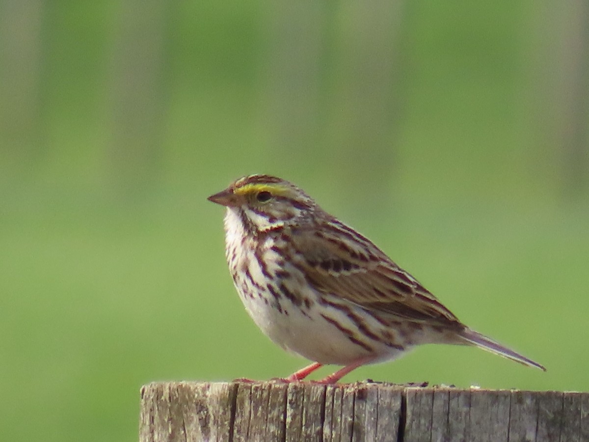 Savannah Sparrow - ML618080087