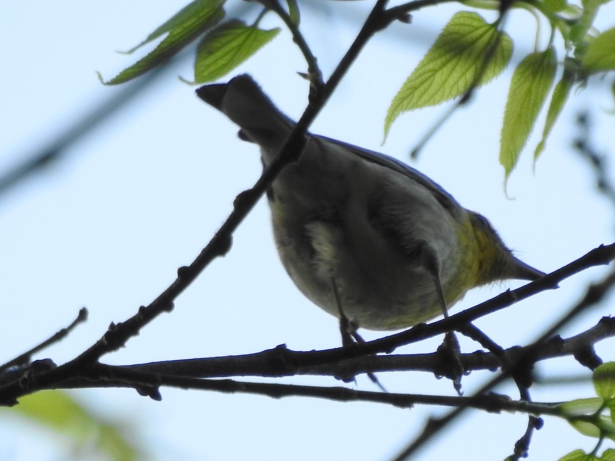 Pine Warbler - Isaiah Craft