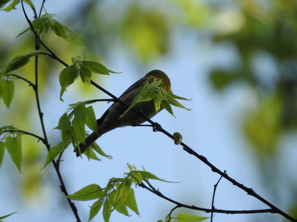 Pine Warbler - Isaiah Craft