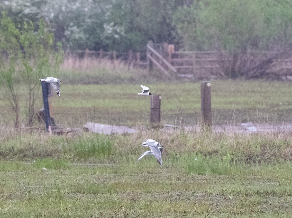 Little Gull - Daniel Gornall