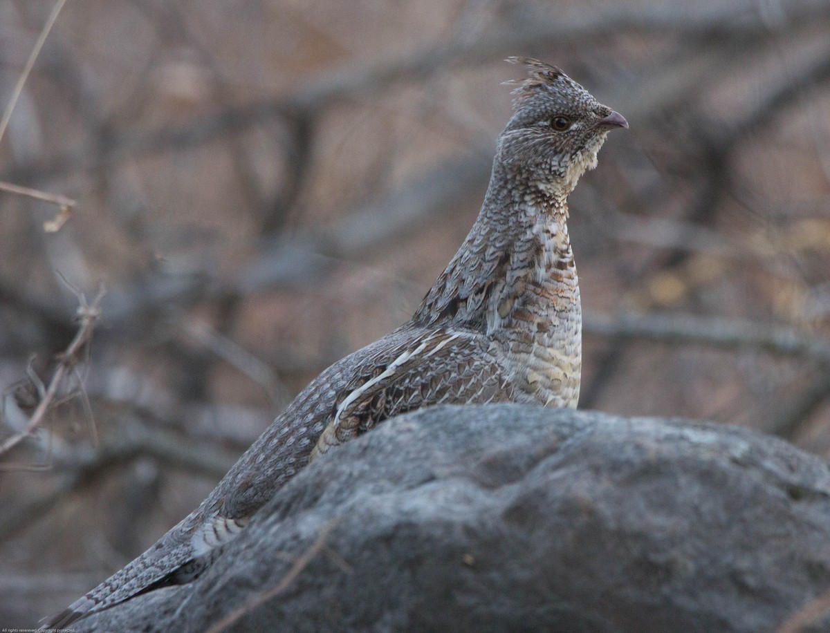 Ruffed Grouse - ML618080108