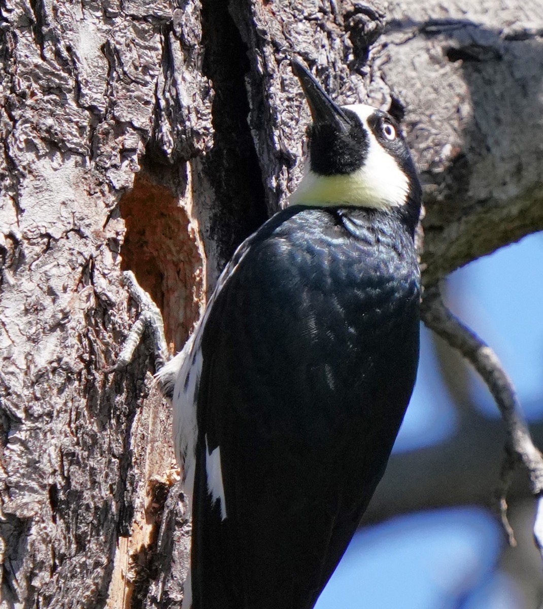 Acorn Woodpecker - Richard Block