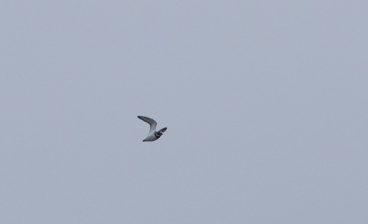 Common Ringed Plover - Daniel Gornall