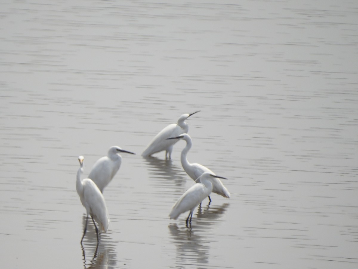 Little Egret - Hemraj Patil