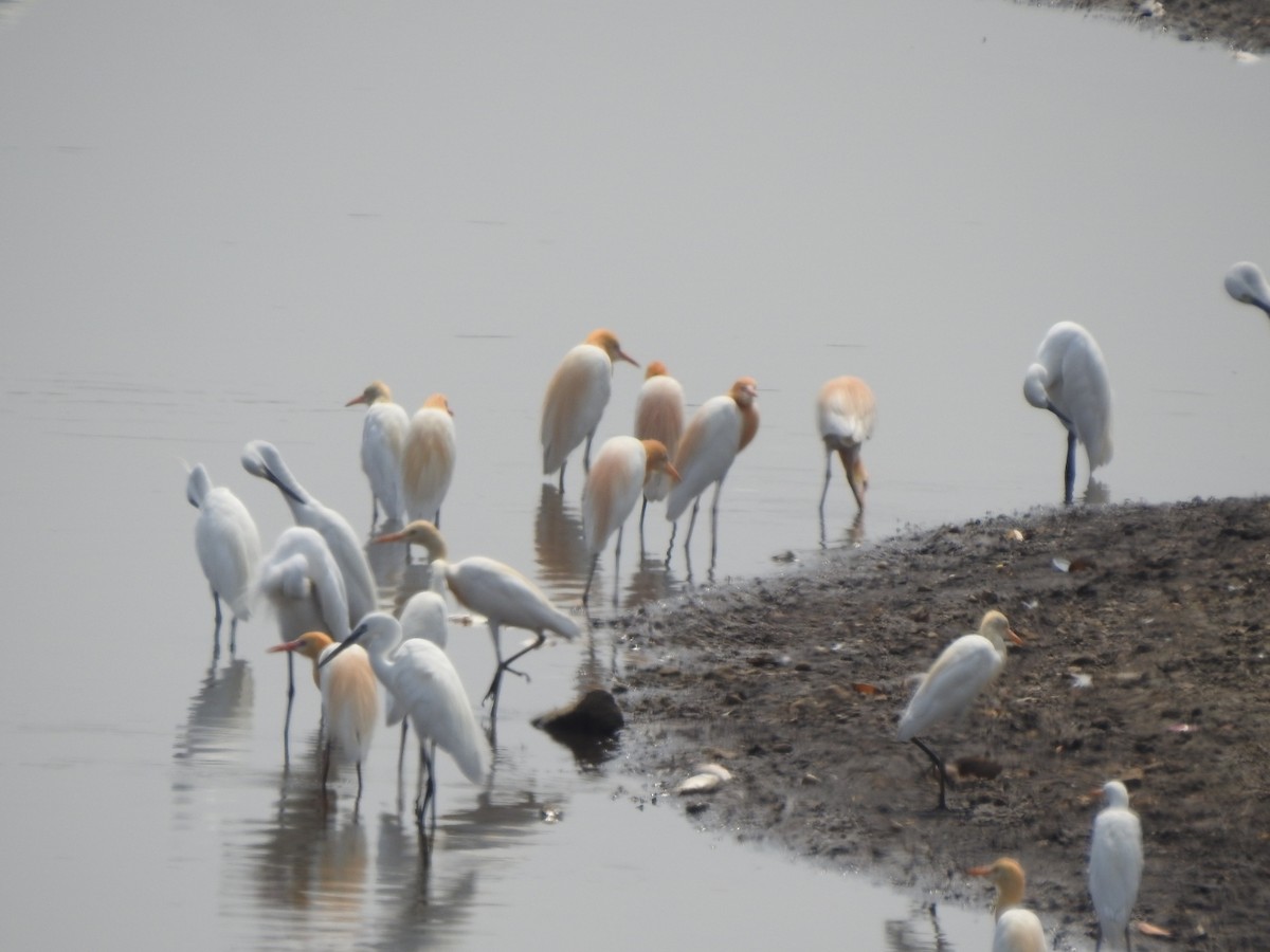 Eastern Cattle Egret - Hemraj Patil